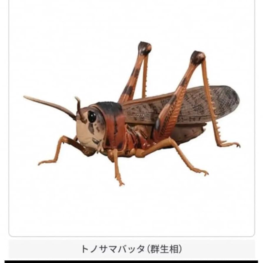 Amazon.co.jp: トノサマバッタ 群生相 ガチャ いきもの大図鑑